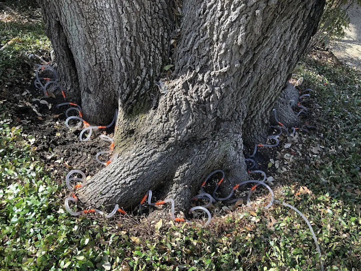 Detailed Tree Cabling and Bracing job site in Excello