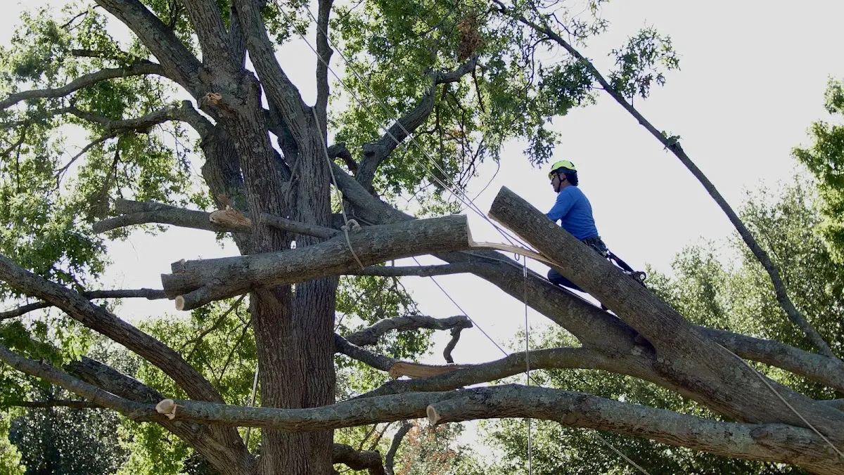 Professional Hazardous Tree Removal performed by certified arborists in Excello