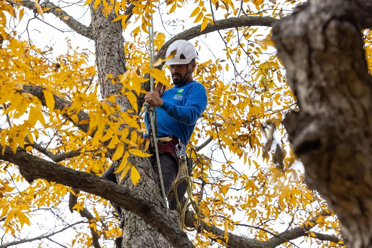 Skilled Tree Trimming crew working in Excello